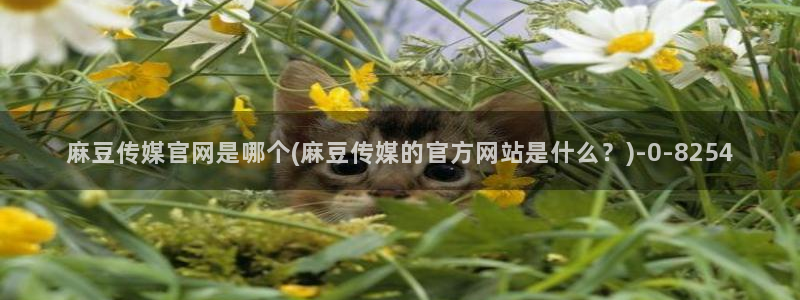 麻豆视频优质内容